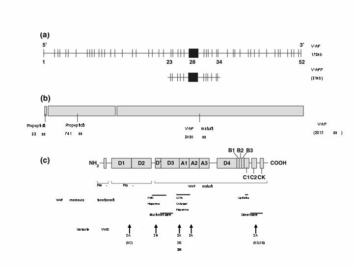 Boala von Willebrand tip 1 și 3 - testare genetică - Synevo