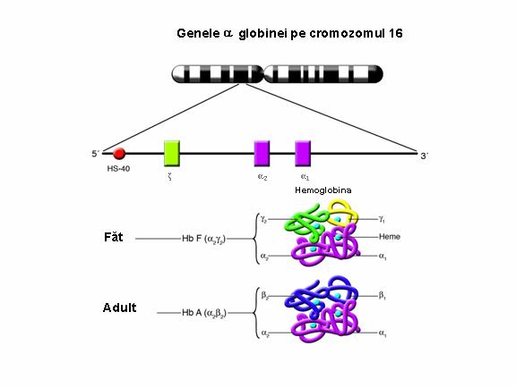 testare genetica Alfa-talasemie-testare genetica (HBA1) - Synevo