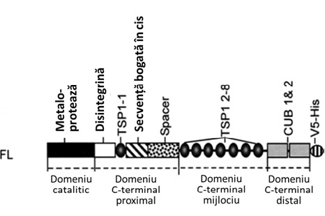 proteaza factorului von Willebrand fig1